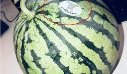 最近网红吃瓜,揭秘娱乐圈最新热点事件